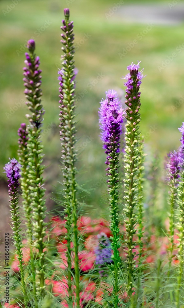 Blooms Blooms