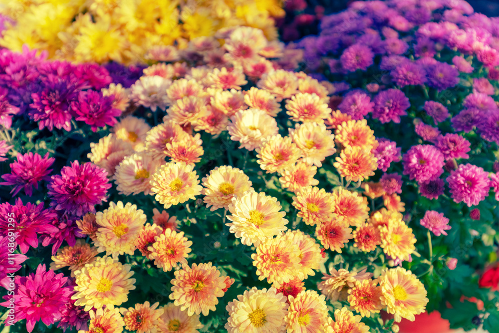 Nature flower background. Colorful flowering chrysanthemum
