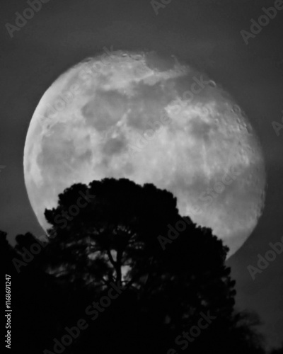 Un pin en ombre chinoise lors du lever de la pleine lune sur les hauteurs de Nice photo