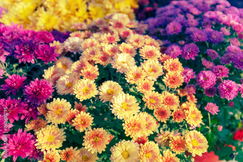 Obraz na płótnie Nature flower background. Colorful flowering chrysanthemum w salonie
