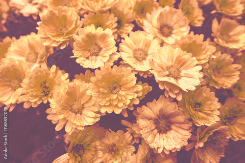 Obraz na płótnie Nature flower background. Flowering chrysanthemum on the field in autumn in chocolate color w salonie