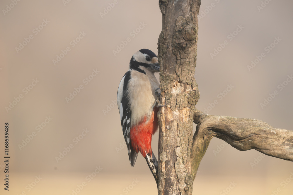 Fototapeta premium Fauna selvatica Capanno Nisida Poiana