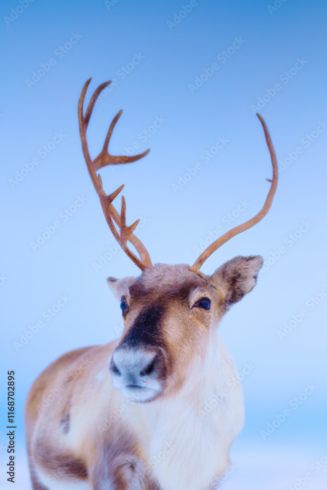 Portrait of reindeer in Scandinavia. Wild animals in nature. Domestic animals on the farm. Winter time and animals. Cold weather and frost. Photo for postcards, backgrounds, wallpapers.