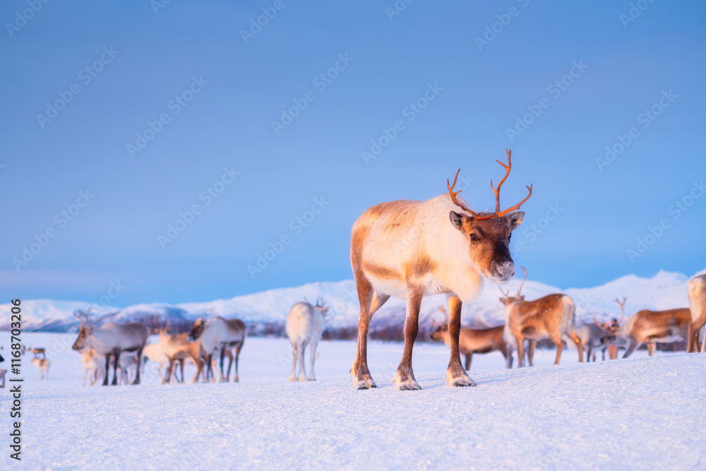 Reindeer in Scandinavia. Wild animals in nature. Domestic animals on the farm. Winter time and animals. Cold weather and frost. Photo for postcards, backgrounds, wallpapers.