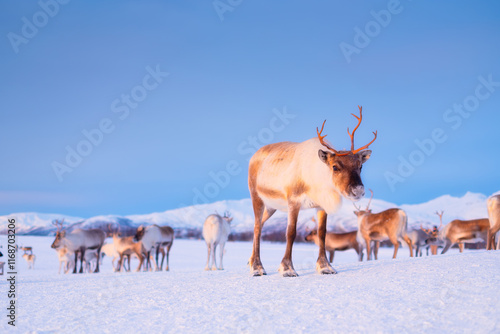 Reindeer in Scandinavia. Wild animals in nature. Domestic animals on the farm. Winter time and animals. Cold weather and frost. Photo for postcards, backgrounds, wallpapers.