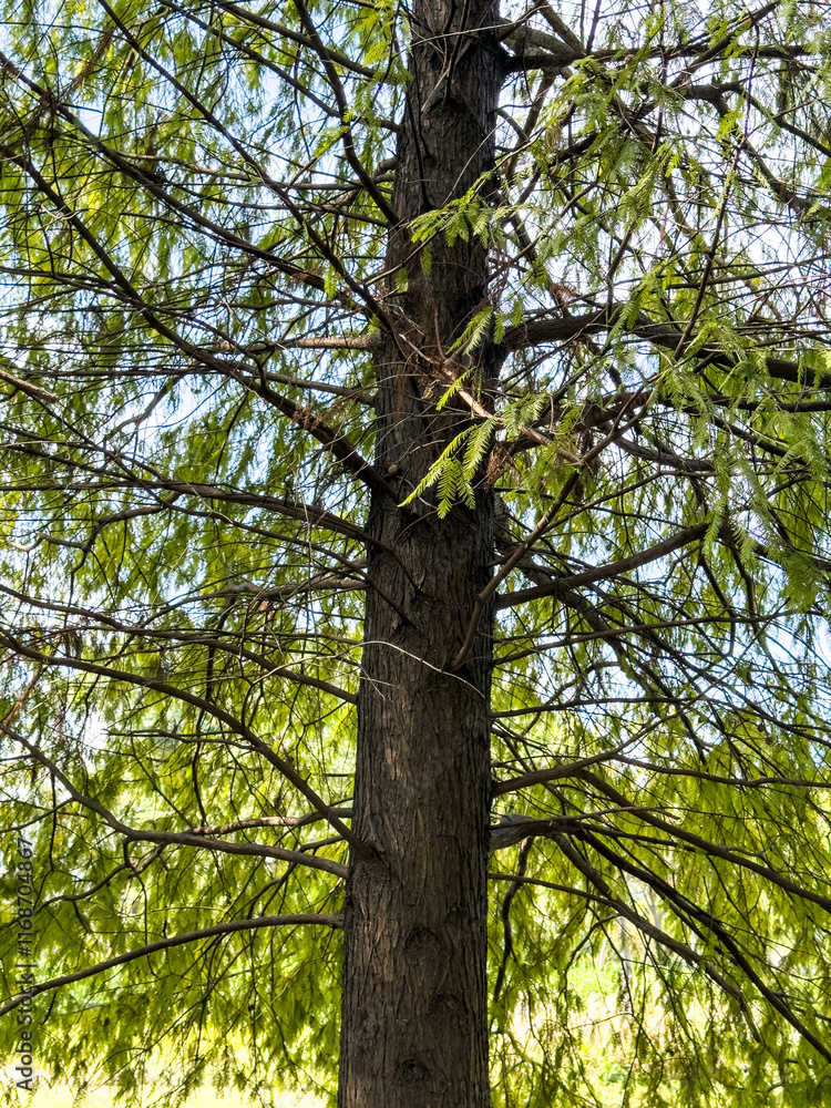 Fototapeta premium Lush Green Canopy: A Close-Up of a Majestic Tree