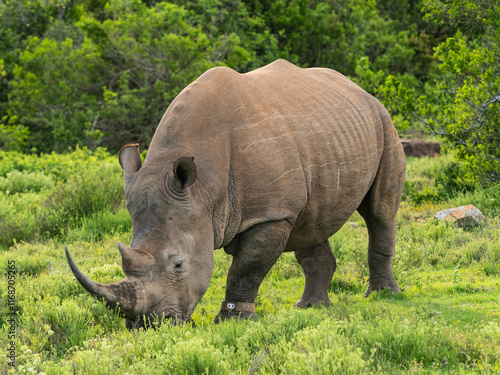 Adult Male Rhino Feeding in the Wild
