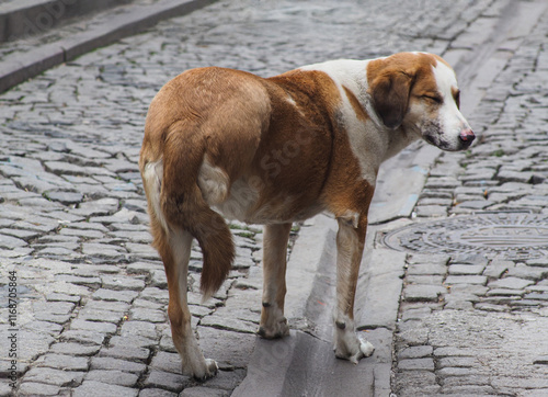 Stray dog without one leg on the streets of old Ankara
