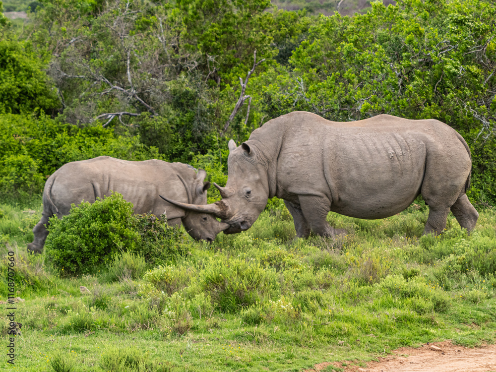 custom made wallpaper toronto digitalYoung Mail Rhino (Rhinoceros) and Adult in the Wild