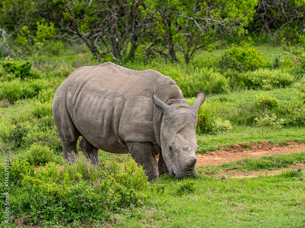 Obraz premium Young Rhino (Rhinoceros) in the Wild