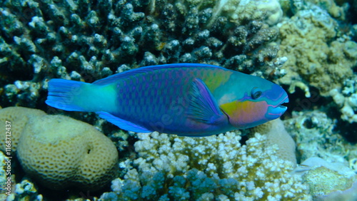 Daisy parrotfish or bullethead parrotfish (Chlorurus sordidus) undersea, Red Sea, Egypt, Sharm El Sheikh, Montazah Bay photo