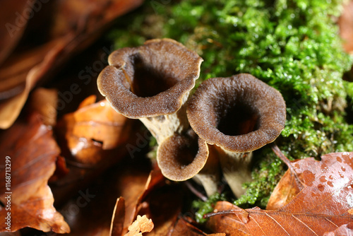 champignon trompette de la mort