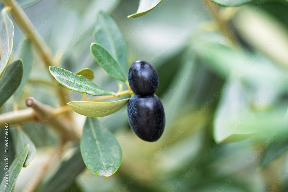 olives on tree olives on tree
