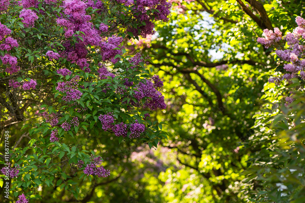 Lilac tree Blossoms in the spring garden. Beautiful soft Macro photo of purple lilac flowers with a blurred background. Lilac tree Blossoms in the spring garden. Beautiful soft Macro photo of purple lilac flowers with a blurred background.