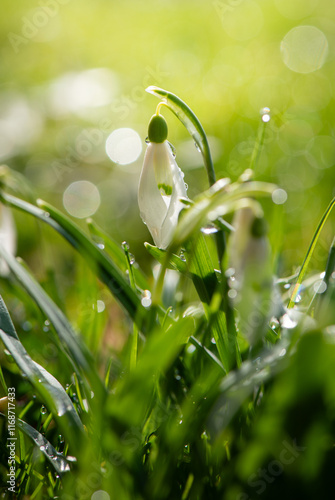 Soft focused macro snowdrops spring first oniony. Beautiful group of blooming white flowers, good for greeting postcard. photo