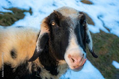 sheep, sheeps, meadow, snow, winter, wallpaper, face, animal, farm, shepherd, cute  photo