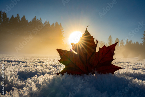 snow, maple leaf, leaf, leaves, canada, sunlight, sunset, forest, winter, winter wonderland, snowflakes, wallpaper, background, canadian