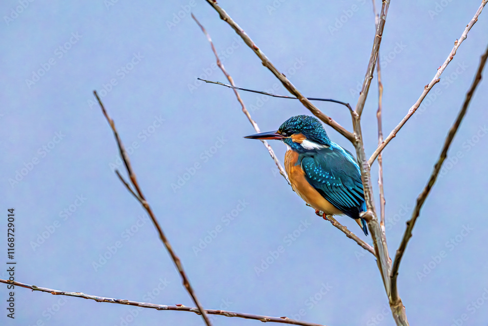 A European common Kingfisher in the Reets A European common Kingfisher in the Reets