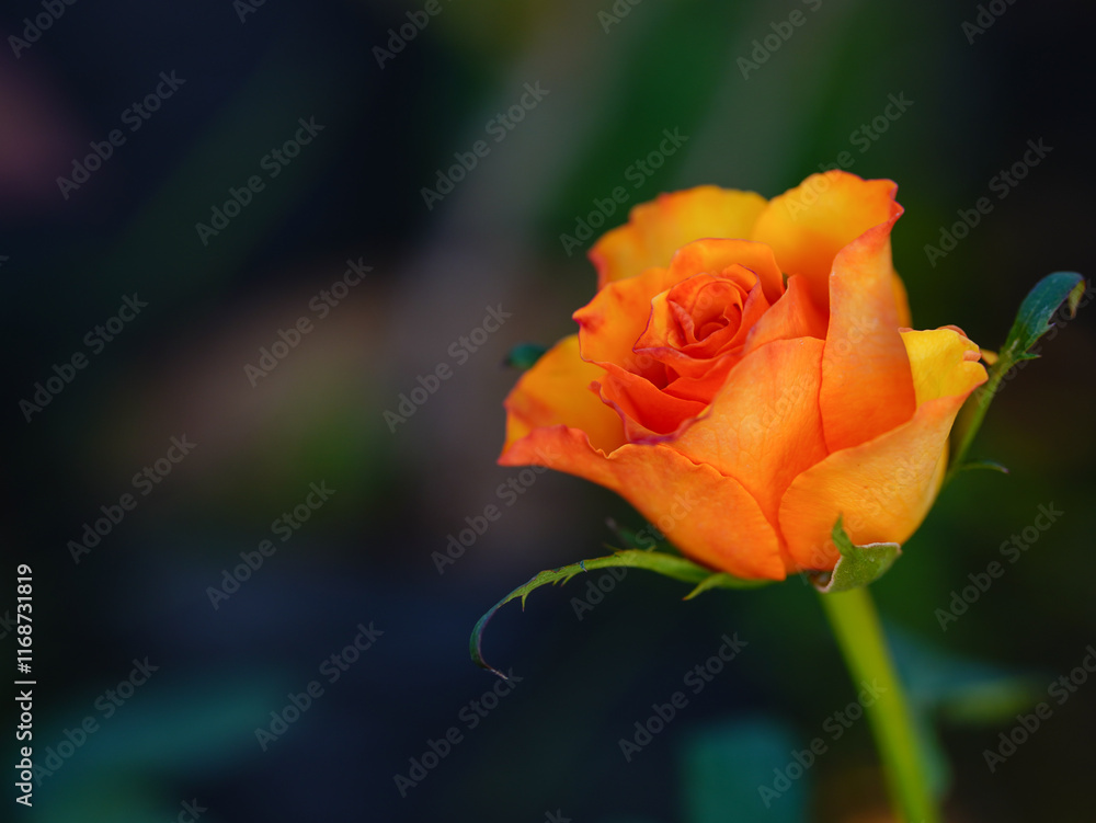 Fototapeta premium Isolated orange rose on natural background.