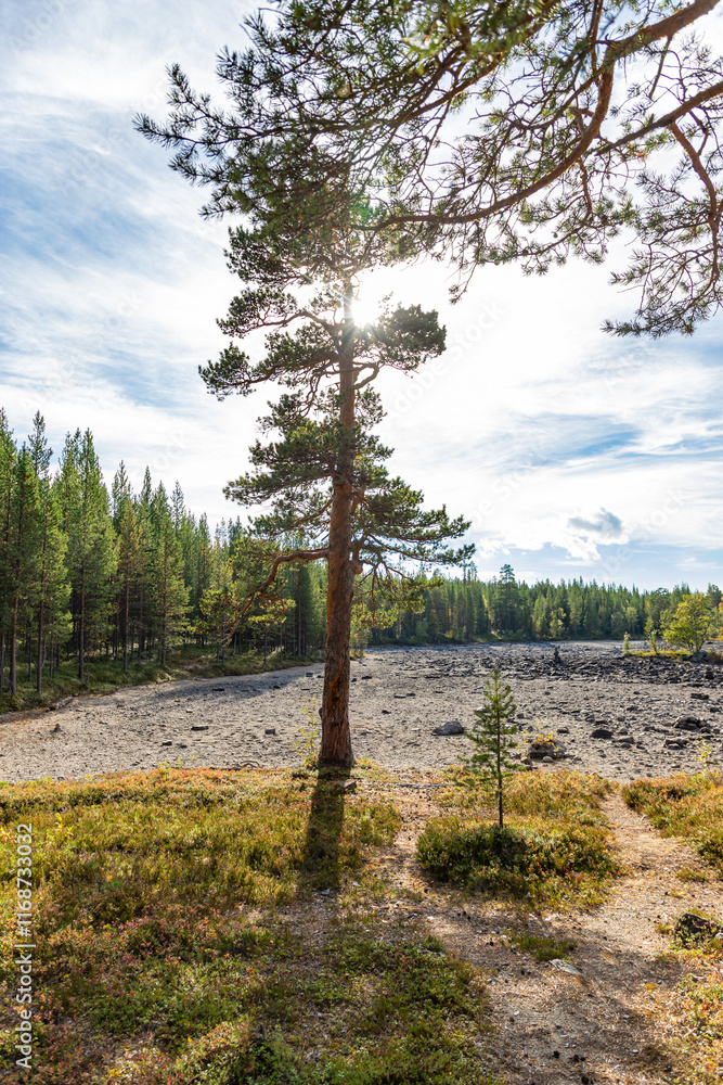 Dried lake at Khibiny mountains. Pine forest near Imandra rail station. Early fall in russian arctic region. Murmansk region, Russia. Dried lake at Khibiny mountains. Pine forest near Imandra rail station. Early fall in russian arctic region. Murmansk region, Russia.