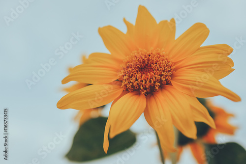 Closeup of A Yellow Sunflower 