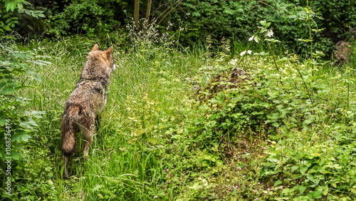 Fotografie she-wolf, Canis Lupus, female Eurasian grey wolf from behind in meadow in tall g