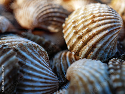 Close up of Cockle shell , abstrac cockling background cockles, fresh food photo