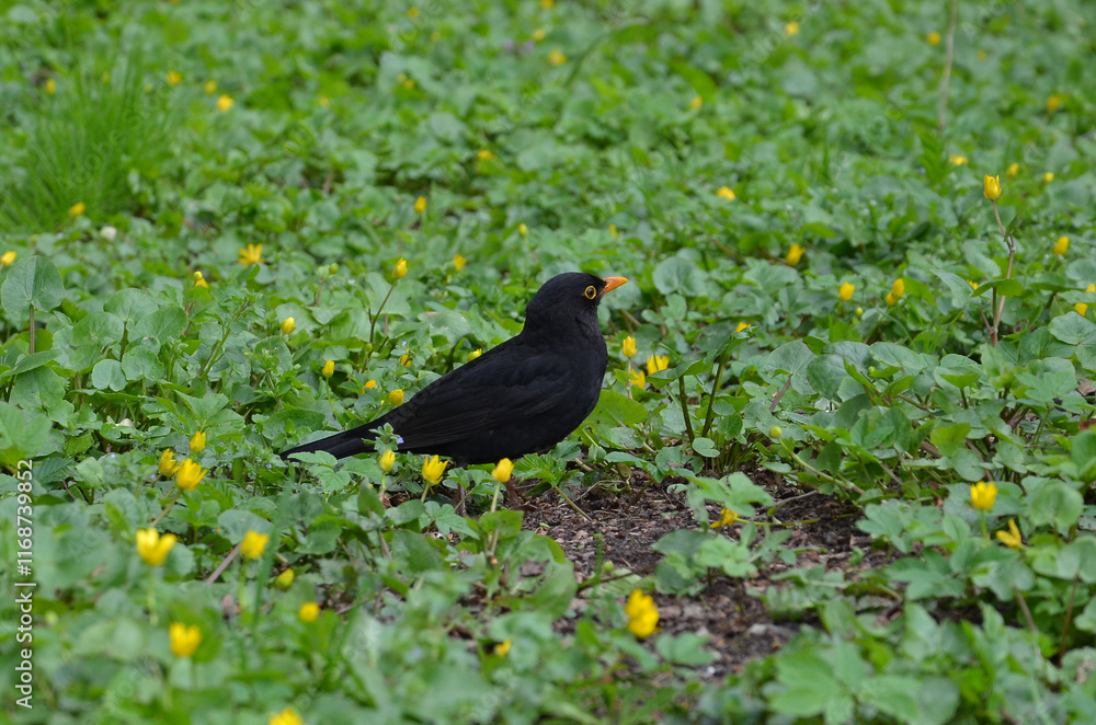 Obraz premium Turdus merula (male) standing among yellow blooming buttercups .Portrait of black bird in spring outdoors.