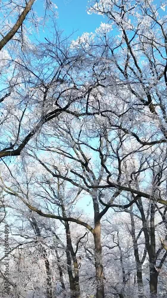 Smooth Crossing of Winter Snowy Oaks Forest. Nature and Outdoor Aerial footage of Winter Landscape with Clear Blue Sky. Vertical Aspect Ratio. Smooth Crossing of Winter Snowy Oaks Forest. Nature and Outdoor Aerial footage of Winter Landscape with Clear Blue Sky. Vertical Aspect Ratio.
