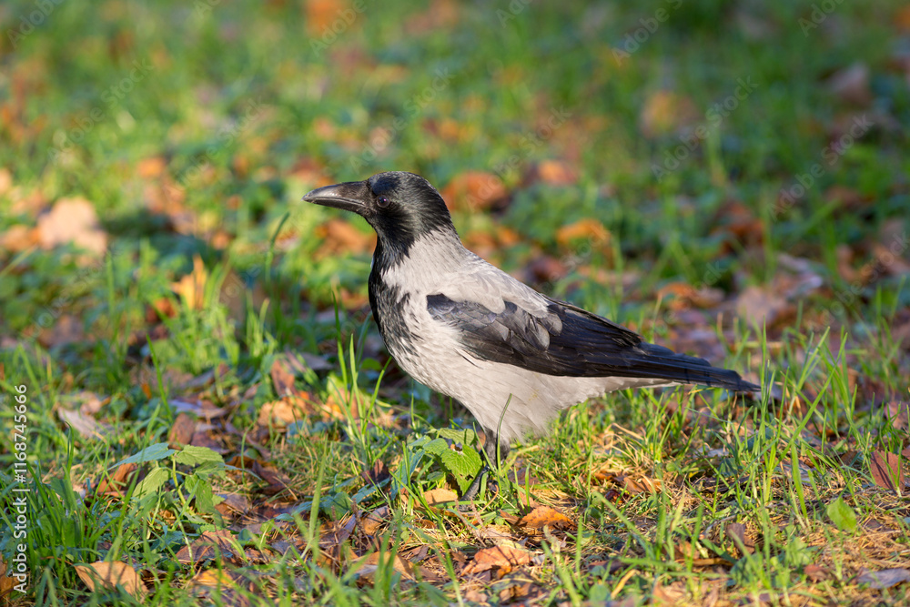 Obraz premium crow on the grass