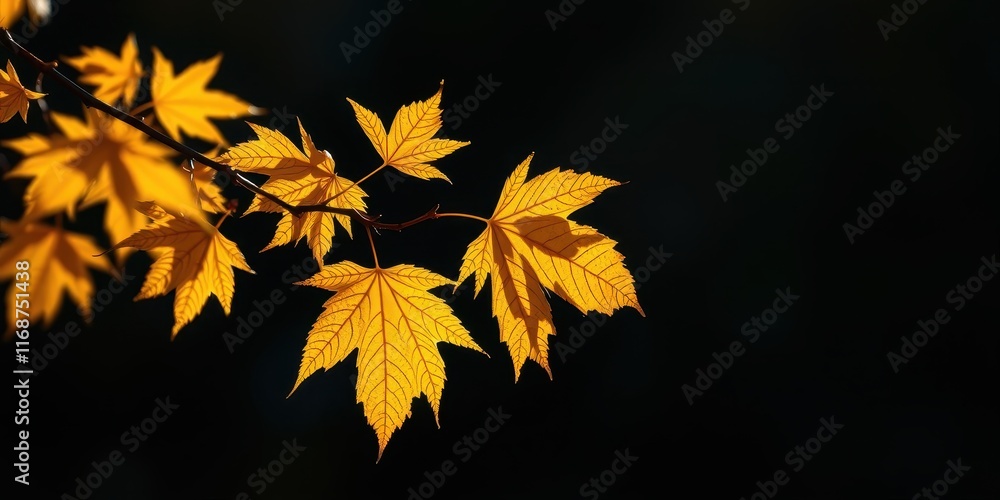 Illuminated Autumn Leaves on a Dark Background, a Close-Up Study of Nature's Beauty Illuminated Autumn Leaves on a Dark Background, a Close-Up Study of Nature's Beauty