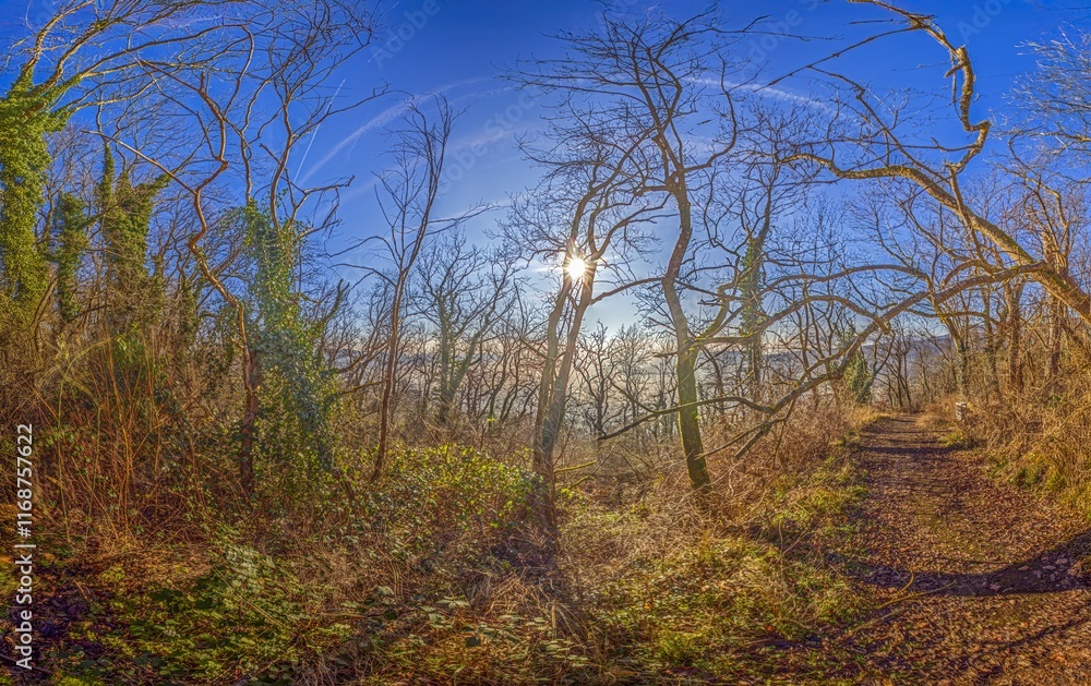 Naklejka premium A forest trail surrounded by winter trees and sunlight breaking through the branches