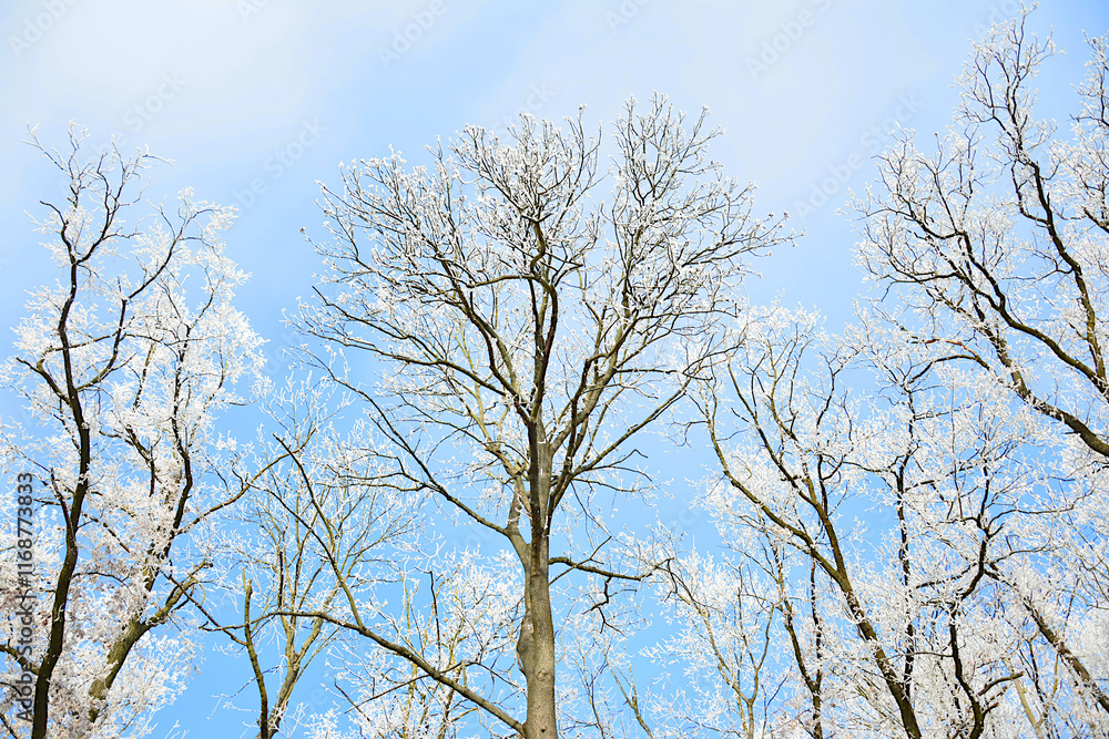 tree in frost, winter day in the park tree in frost, winter day in the park