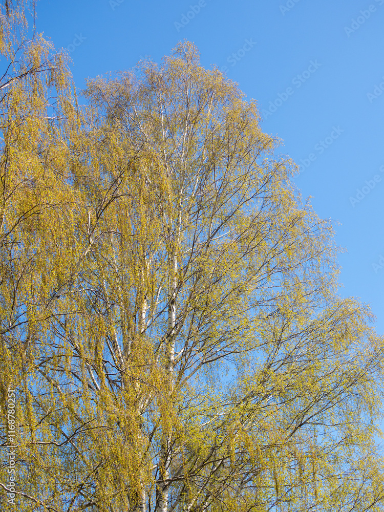 birch branches against the sky in spring birch branches against the sky in spring