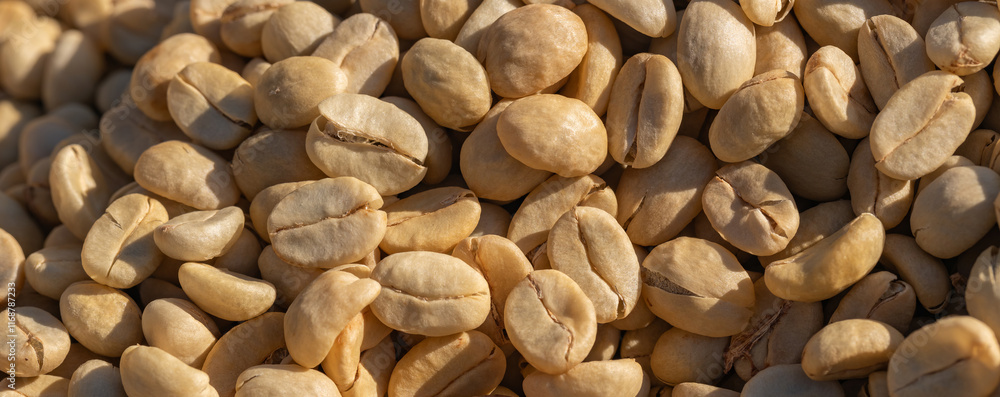 The process of making coffee beans dry by using sunlight. Coffee bean drying in a yard. Sun dried coffee The process of making coffee beans dry by using sunlight. Coffee bean drying in a yard. Sun dried coffee