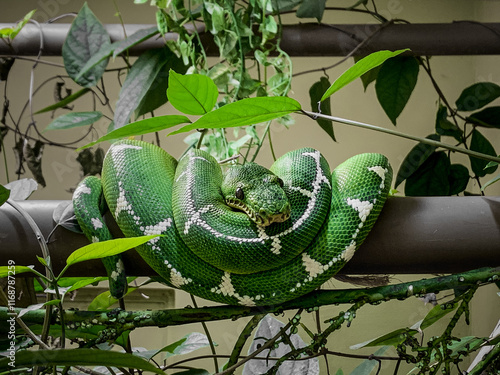 Cobra-papagaio encarando