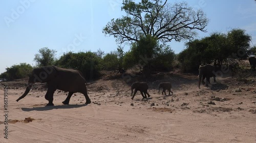 Elefantenfamile läuft über eine Sandstraße im Chobe Nationalpark
