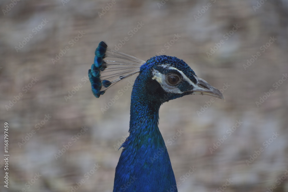 Peafowl is a common name for two bird species of the genus Pavo and one species of the closely related genus Afropavo within the tribe Pavonini of the family Phasianidae. Peafowl is a common name for two bird species of the genus Pavo and one species of the closely related genus Afropavo within the tribe Pavonini of the family Phasianidae.