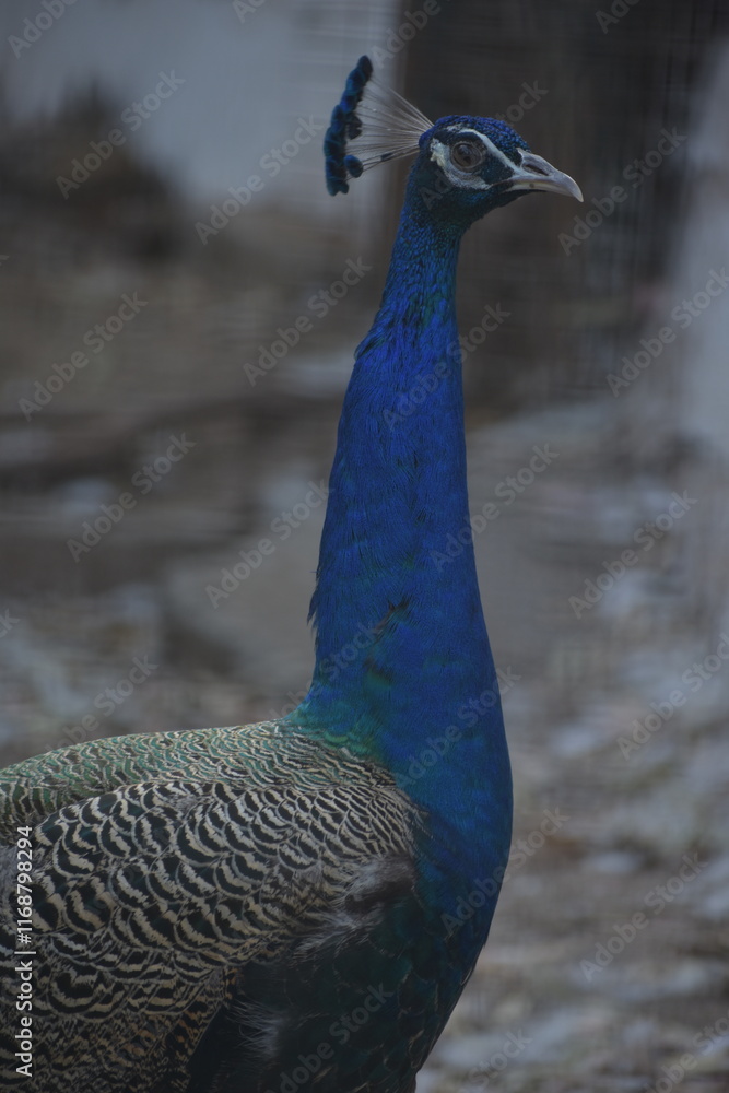 Fototapeta premium Peafowl is a common name for two bird species of the genus Pavo and one species of the closely related genus Afropavo within the tribe Pavonini of the family Phasianidae.