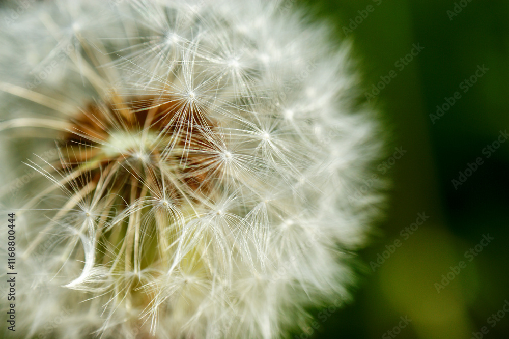 Fototapeta premium Dandelion at the meadow spring pollination seeds in green color