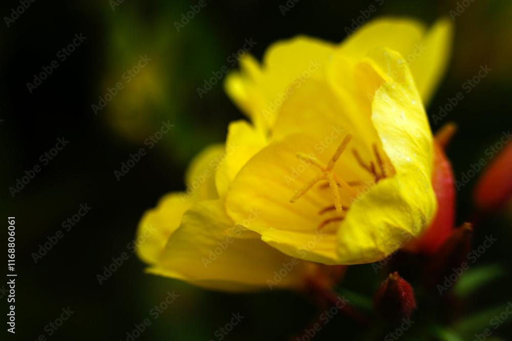 Oenothera yellow flower in the garden public park single flower yellow petals Oenothera yellow flower in the garden public park single flower yellow petals