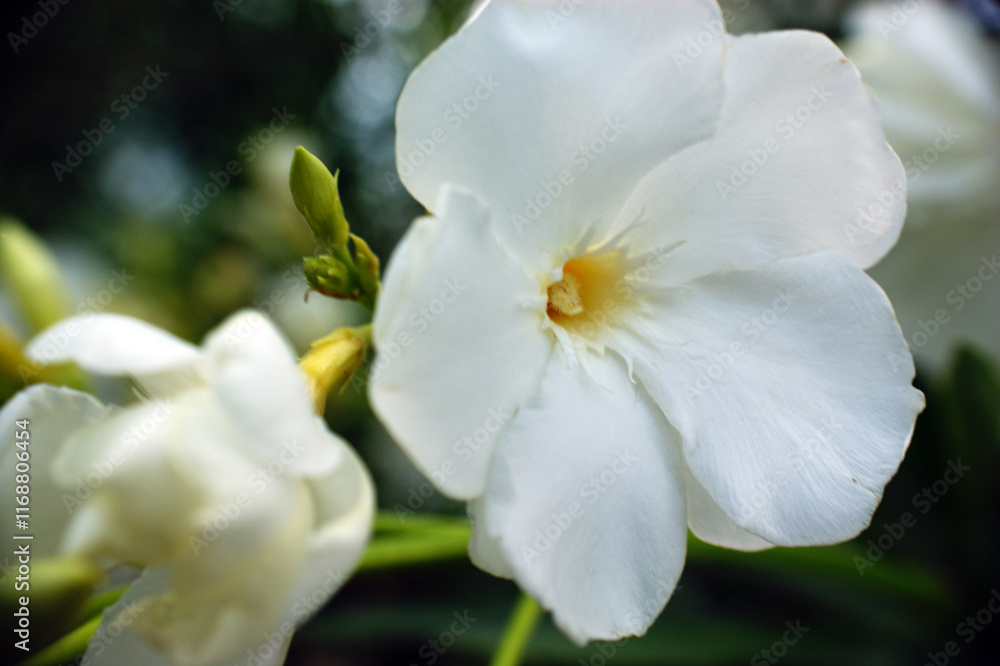 white camellia flowers two flower heads white camellia flowers two flower heads