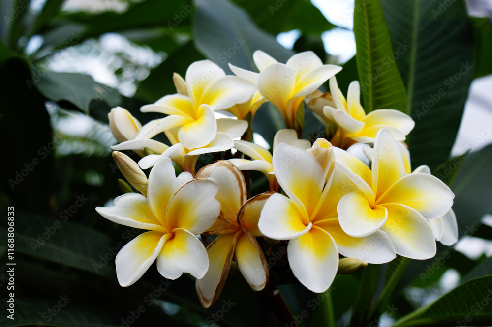 plumeria white and yellow flower exotic flower group in garden plumeria white and yellow flower exotic flower group in garden