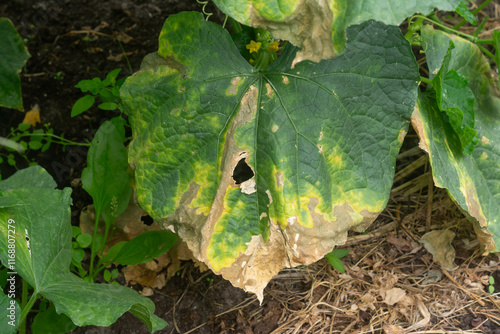 Dried cucumber leaf, cucumber disease, plant damage, phosphorus deficiency