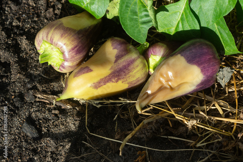 Sweet pepper damaged by rot due to improper growing conditions - high humidity, the harvest fell on the ground