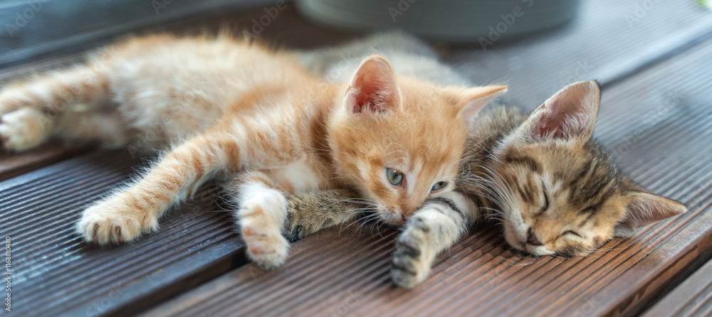 Two small fluffy baby kittens resting hugging while lying on the wooden floor