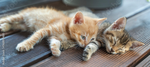 Obraz na płótnie Two small fluffy baby kittens resting hugging while lying on the wooden floor w salonie