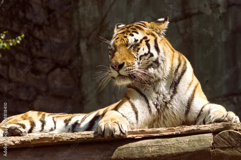 Obraz premium A resting tiger. Tiger in the zoo. Tiger in zoo exhibit. Striped fur, dangerous animal, hunter, beast.