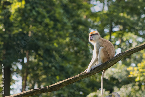 Φωτογραφία Portrait of a hussar monkey sitting on a wooden log in a zoo enclosure