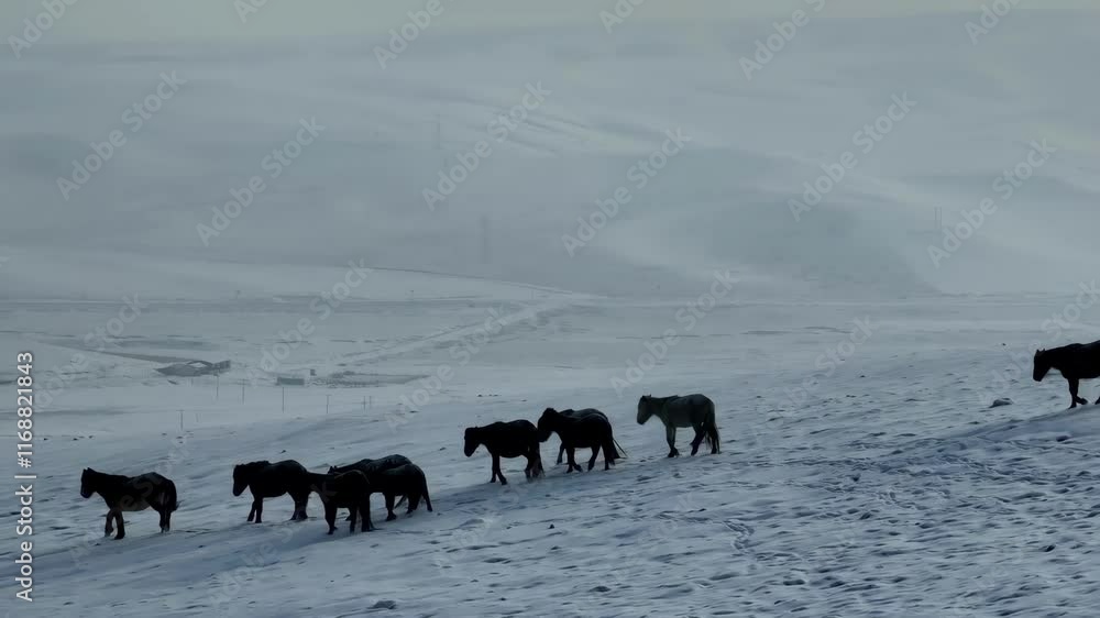 Horses wander through snowy landscape in the early morning light capturing a serene winter moment Horses wander through snowy landscape in the early morning light capturing a serene winter moment